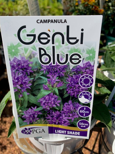 Campanula Genti Blue 140mm