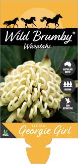 Telopea Wild Brumby Georgie Girl 175mm