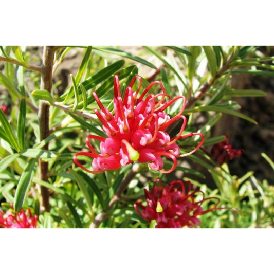 Grevillea Gin Gin Gme 130mm