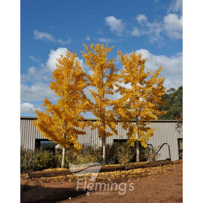 Ginkgo biloba bare root