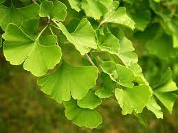 Ginkgo Biloba Maidenhair Tree 30lt