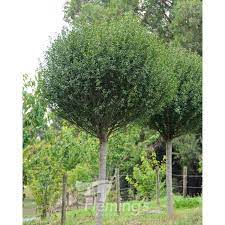 Prunus Cherry Globosa 50lt