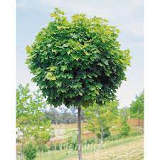 Acer Palmatum Globosum 70lt