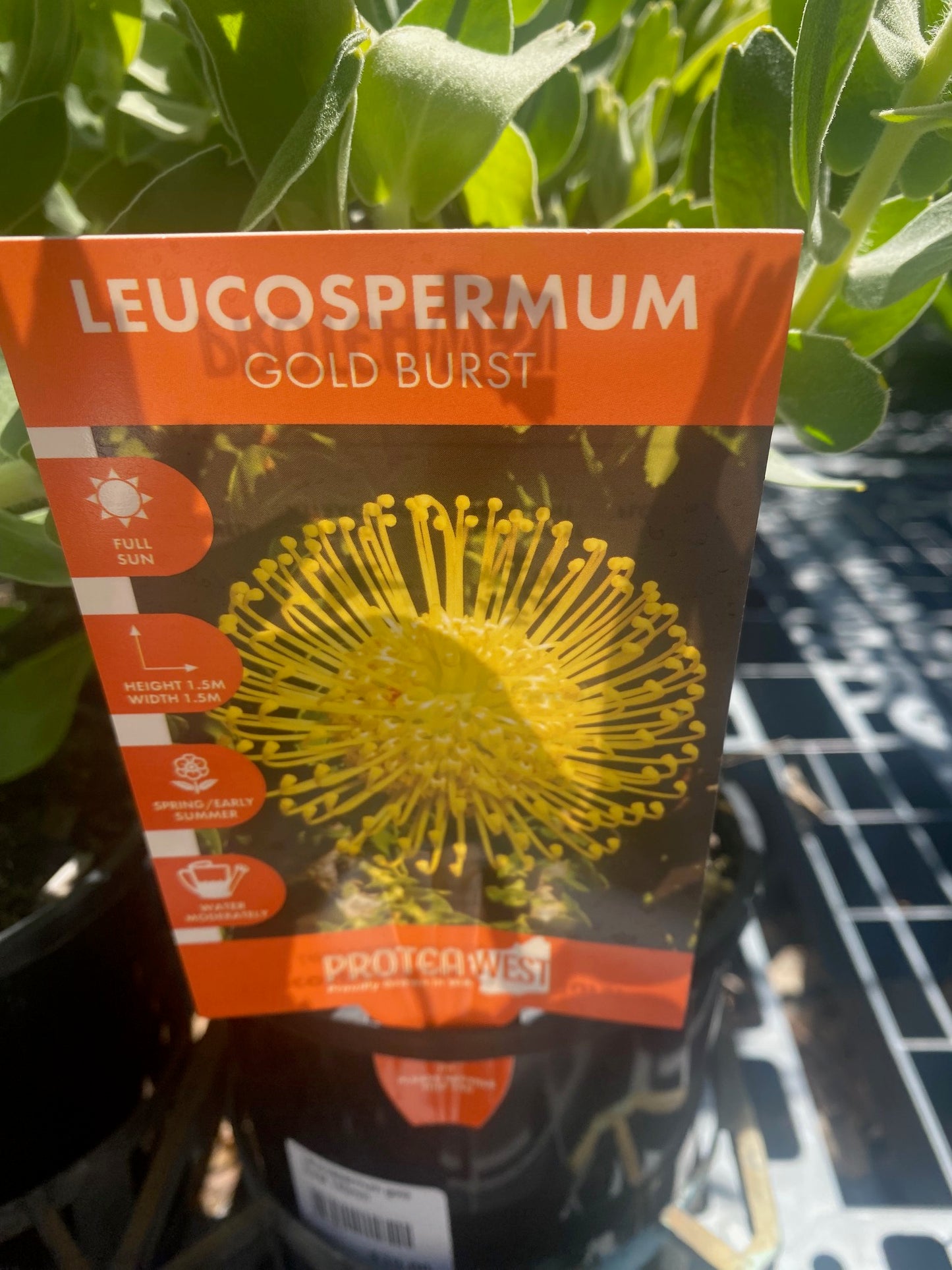 Leucospermum Gold Burst 140mm