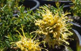 Grevillea Gold Cluster Ozbreed 140ml