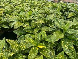 Aucuba Japonica Veriegata Gold Dust Plant 14cm