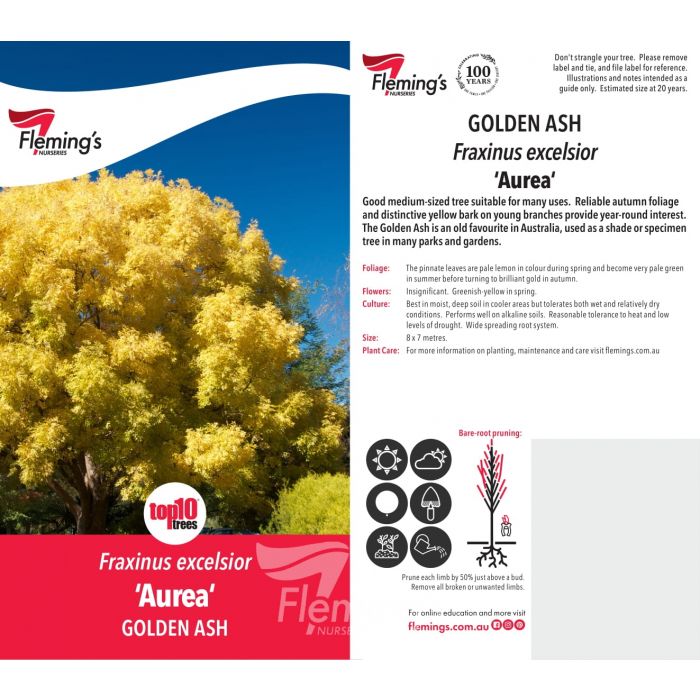 Golden Ash 50lt