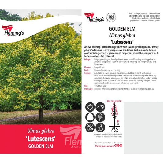Ulmus glabra Golden Elm bare root