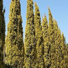 Golden Pencil Pine 18lt