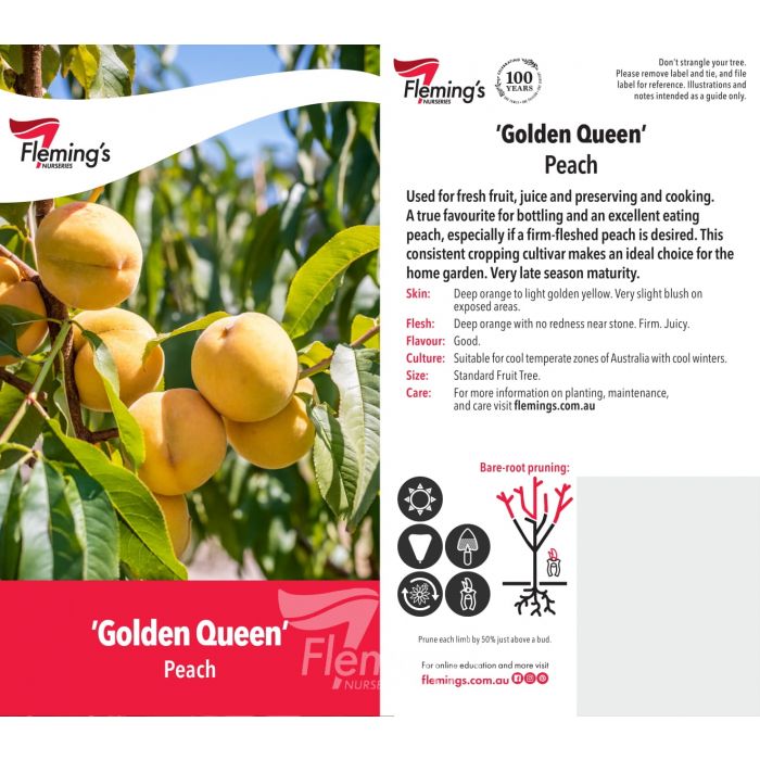 Golden Queen Peach bare root