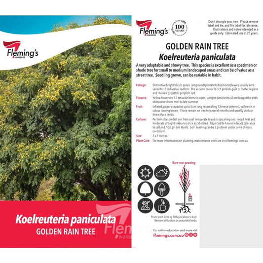 Koelreuteria paniculata Golden Rain Tree bare root