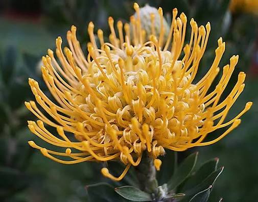 Leucospermum Goldie 140mm