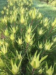 Leucadendron Golden Mitre 12lt