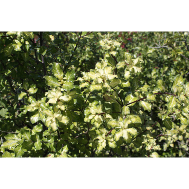 Pittosporum Gold Screenmaster 5lt – Bigga Trees