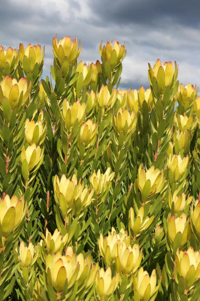 Leucadendron Gold Stike 180ml