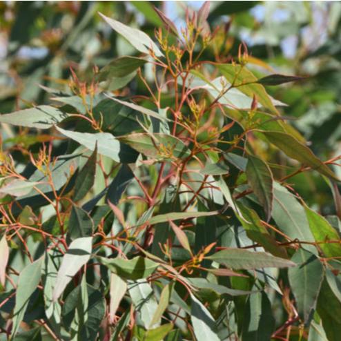 Eucalyptus Gomphocephala 12lt