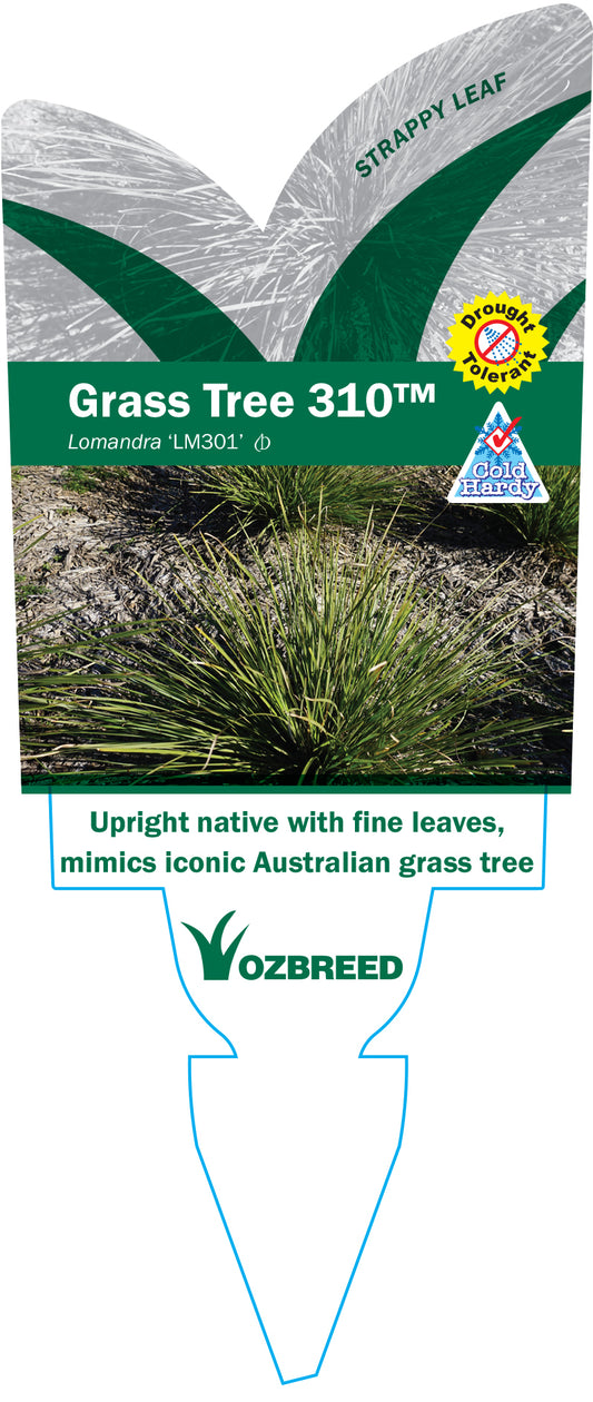 Lomandra Grass Tree 140mm