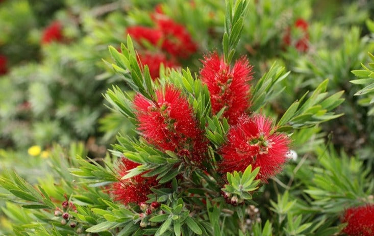 Callistemon Green Envy 5lt