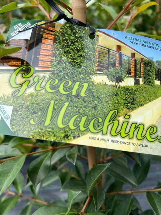Syzygium Green Machine 180mm