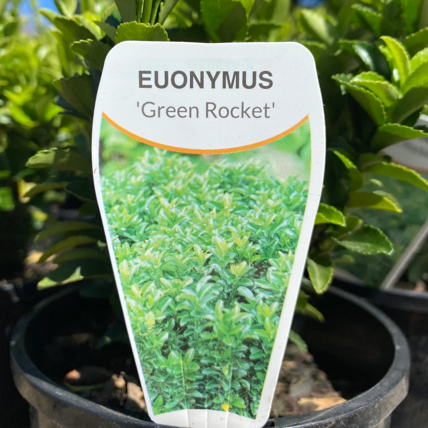 Euonymus Green Rocket 14cm