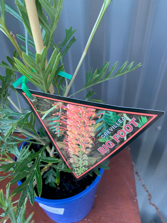 Grevillea Big Foot 140mm