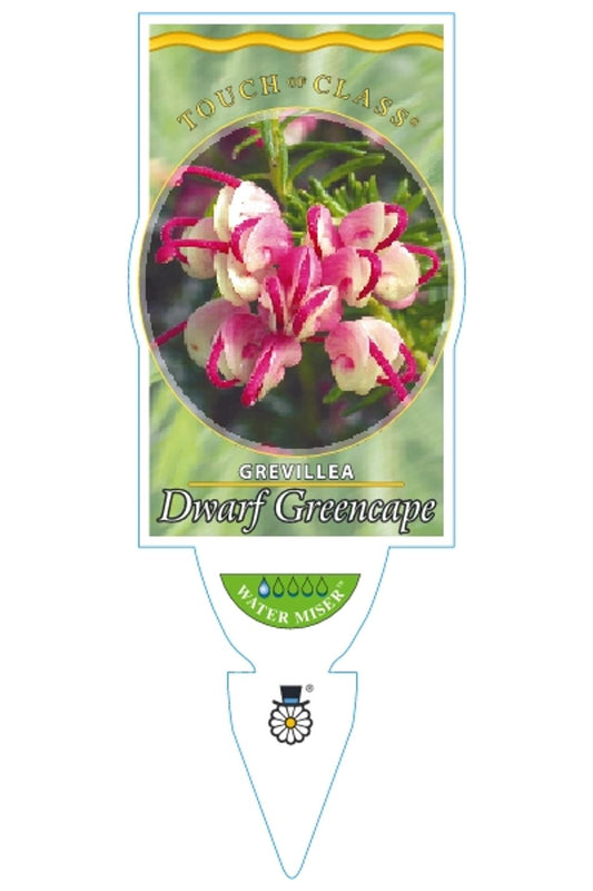 Grevillea Green Cape 140ml
