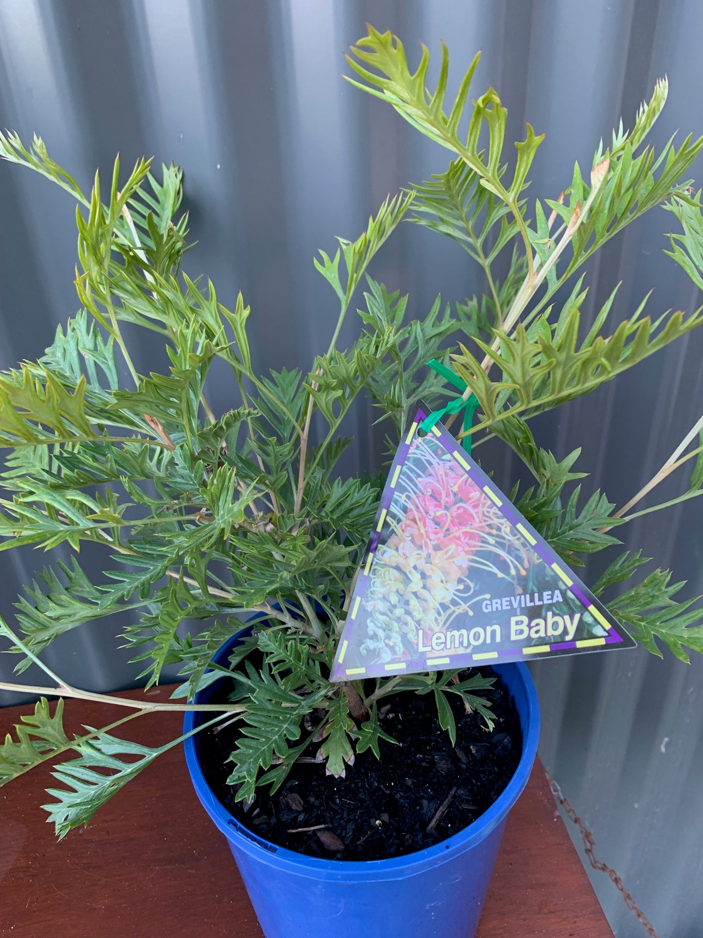 Grevillea Lemon Baby 175mm