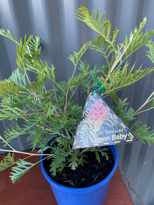 Grevillea Lemon Baby 175mm