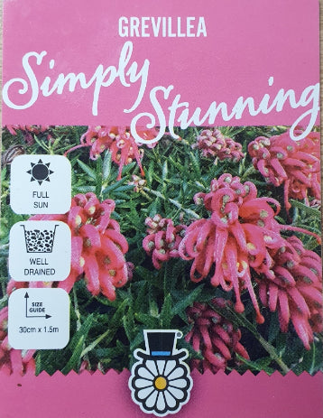 Grevillea Simply Stunning 140mm