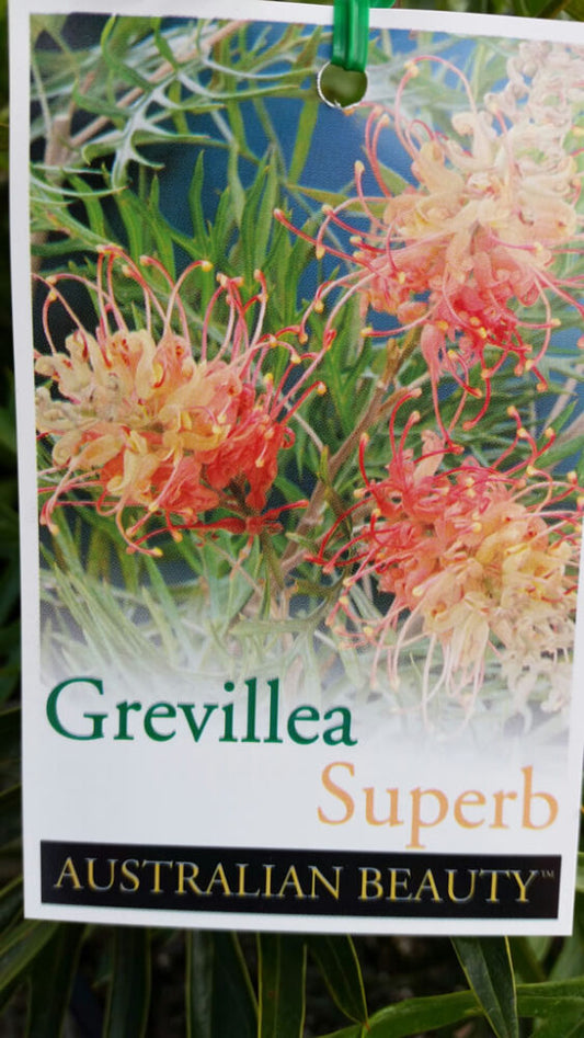 Grevillea Superb 140mm