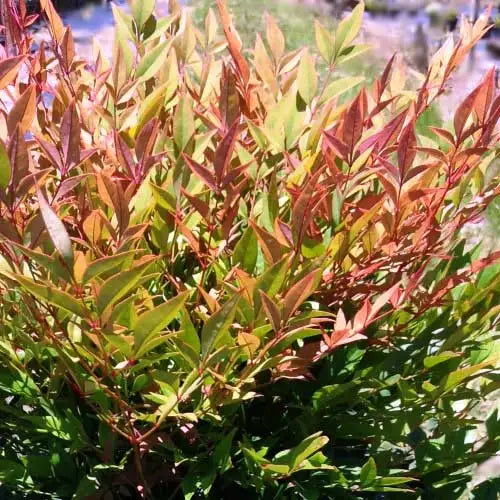 Nandina Gulf Stream Small