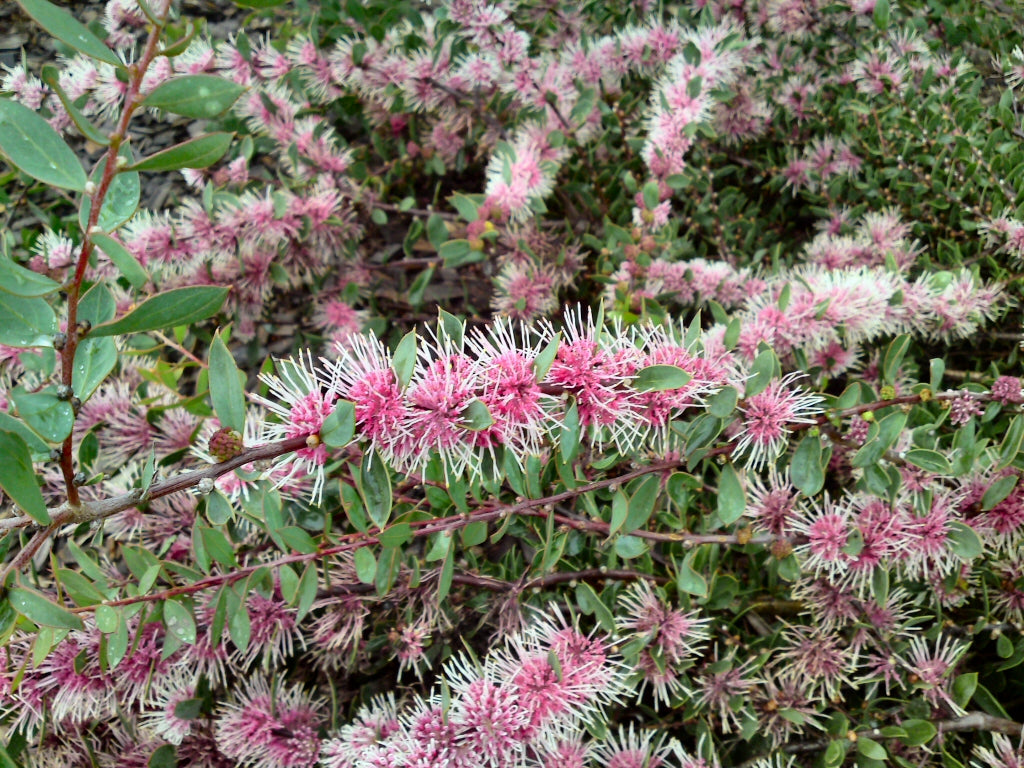 Hakea Burrendong Beauty 140mm