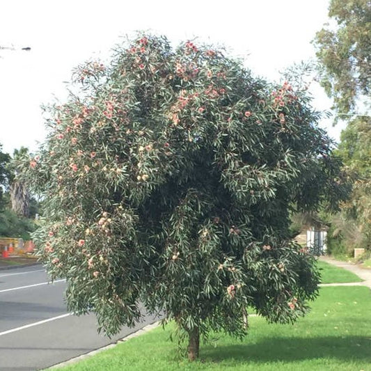 Hakea Laurina 8lt