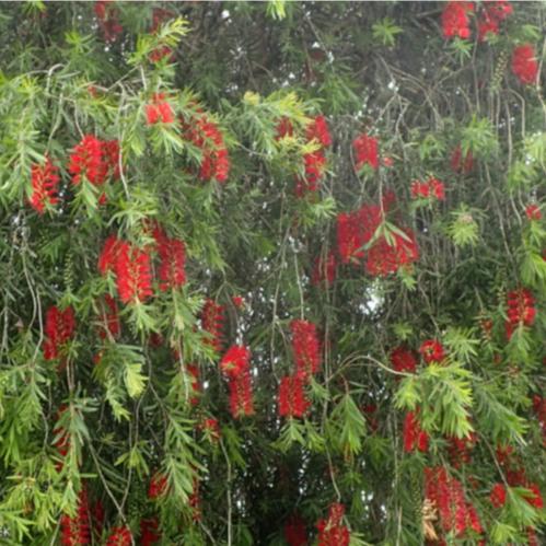 Callistemon Hannah Ray 14cm