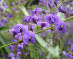 Hardenbergia Happy Wanderer 175mm