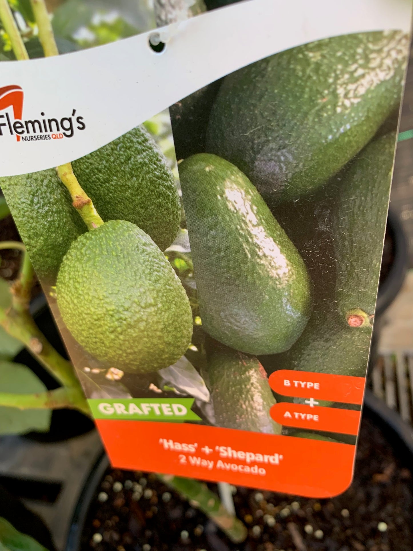 Hass/shepard 2 Way Avocado 18lt