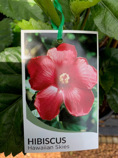 Hawaiian Skies 3lt
