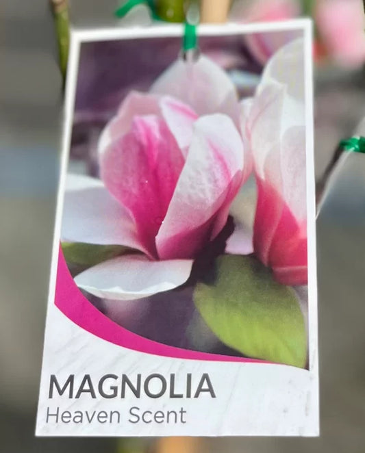 Magnolia Heaven Scent 250mm