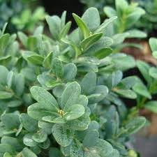 Buxus Blauer Heinz Box 14cm