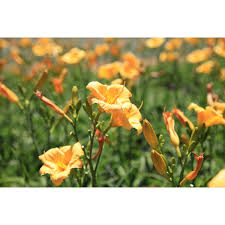 Hemerocallis Stella Bella 17cm