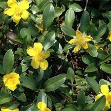 Hibbertia Scandens Hanger 140mm