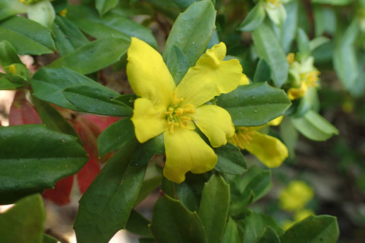 Hibbertia Cuneiformis 13cm