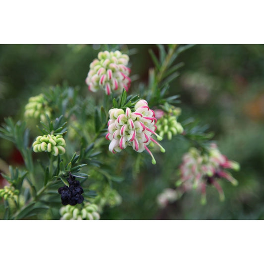 Grevillea Hills Jubilee 175mm