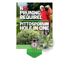 Pittosporum Hole In One 175mm