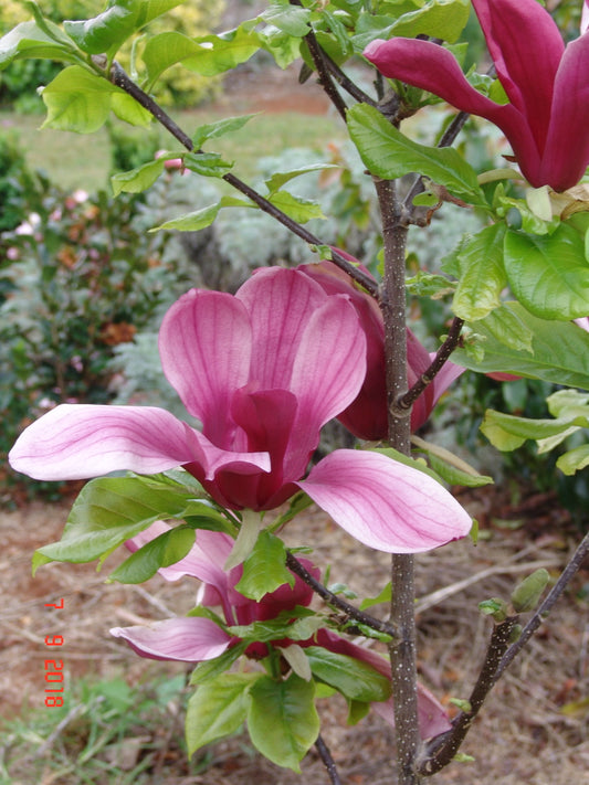 Magnolia Liliflora Holland Red 250mm