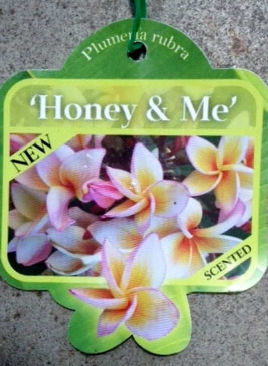 Honey & Me 8lt