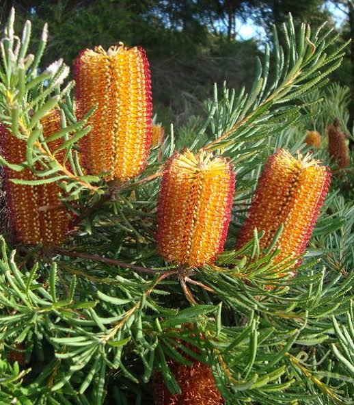 Bankisa Honey Cones 180mm