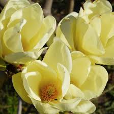 Magnolia Honey Tulip bare root