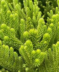 Araucaria Cunninghamii Hoop Pine 18lt