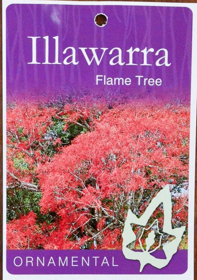 Brachychiton Illawarra Flame 50lt